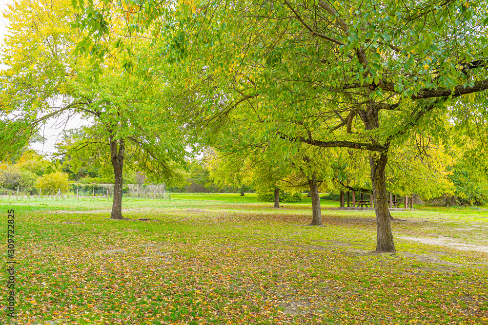 tree in the park