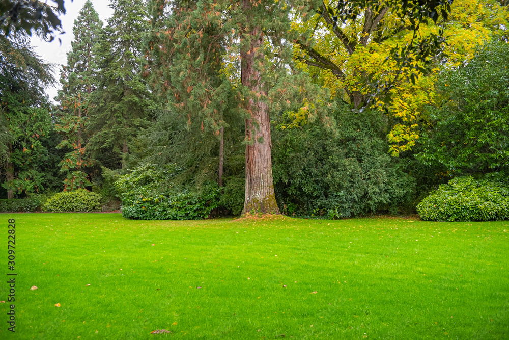 trees in the park