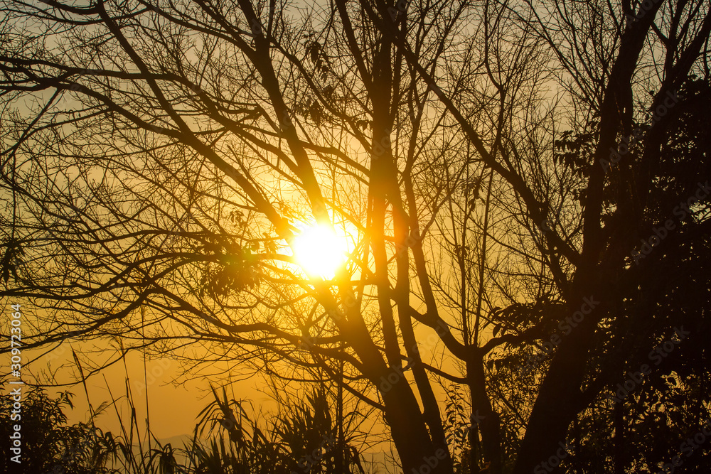 branch tree with sunset branch tree with sunset