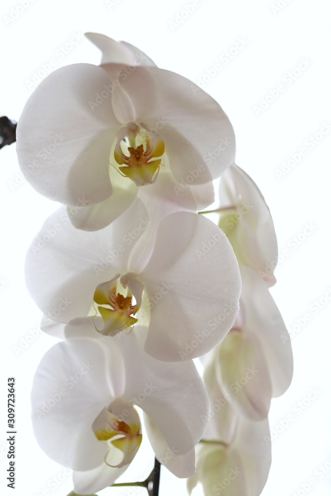 White orchid flower (Phalaenopsis) close-up on a white background. light floral background White orchid flower (Phalaenopsis) close-up on a white background. light floral background