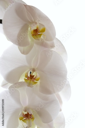 White orchid flower  Phalaenopsis  close-up on a white background. Tender  floral background