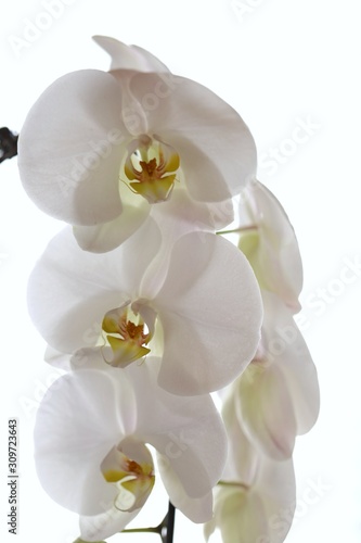 White orchid flower  Phalaenopsis  close-up on a white background.  light floral background