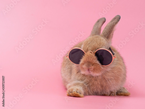 Foto Red-brown cute baby rabbit wearing glasses sitting on pink background