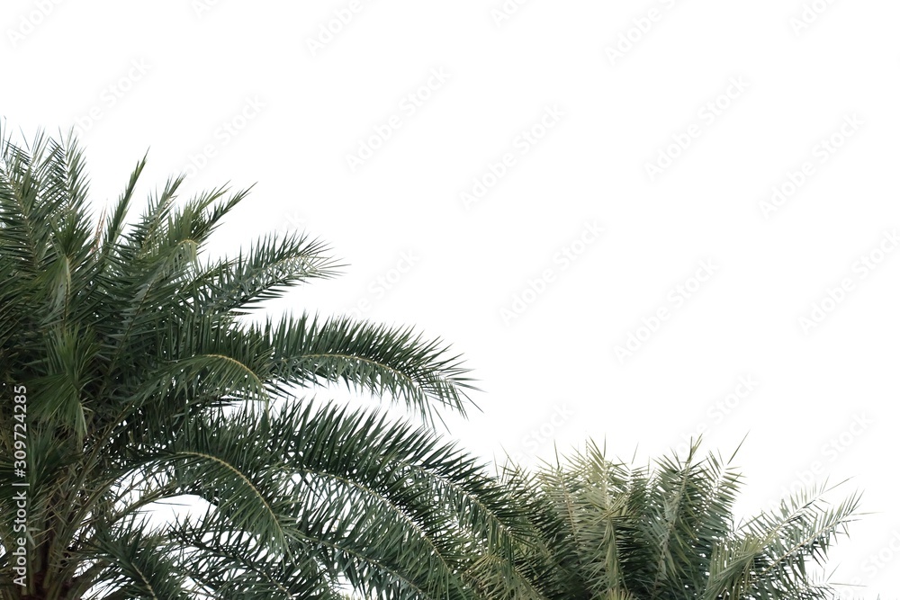 Naklejka premium Tropical palm tree with leaves branches on white isolated background for green foliage backdrop 