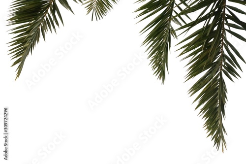 Tropical palm leaves on white isolated background for green foliage backdrop and copy space 