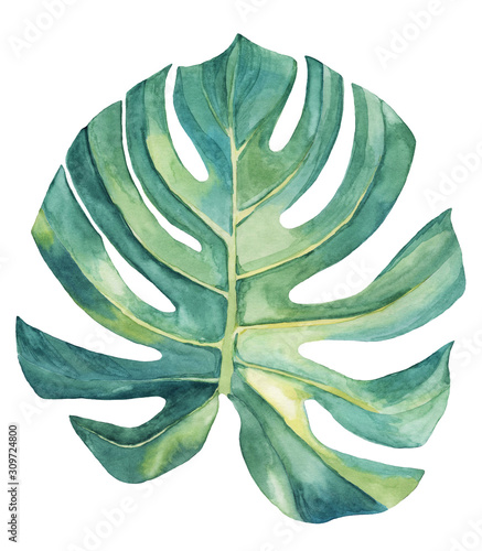 filodendron-monstera-lisc-na-bialym-tle