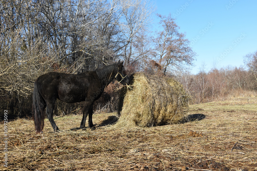 A beautiful stallion, a horse is tied and eats hay from a sheaf in the yard. Fresh hay eats a horse outdoors. A beautiful stallion, a horse is tied and eats hay from a sheaf in the yard. Fresh hay eats a horse outdoors.