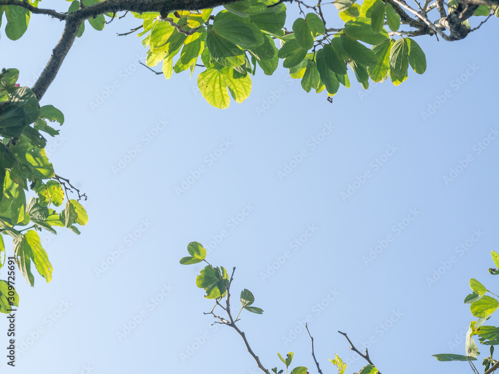 Bauhinia purpurea or Orchid Tree flower on tree with blue sky background., nature background, copy space Bauhinia purpurea or Orchid Tree flower on tree with blue sky background., nature background, copy space
