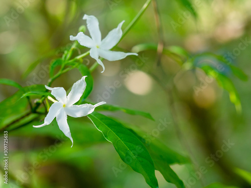 Pinwheel Jasmine, Crepe jasmine, Crape jasmine, white little flowers with green leaves.Scientific name: Tabernaemontana divaricata photo