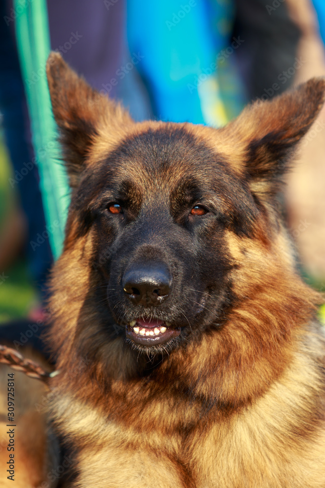 German Shepherd Dog German Shepherd Dog