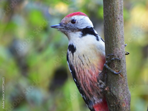 cute young bird of spotted woodpecker dendrocopos major in Czech nature