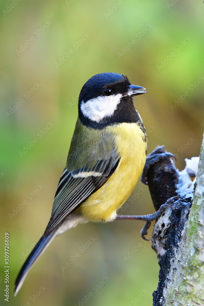 Obraz premium great tit parus major in Czech nature