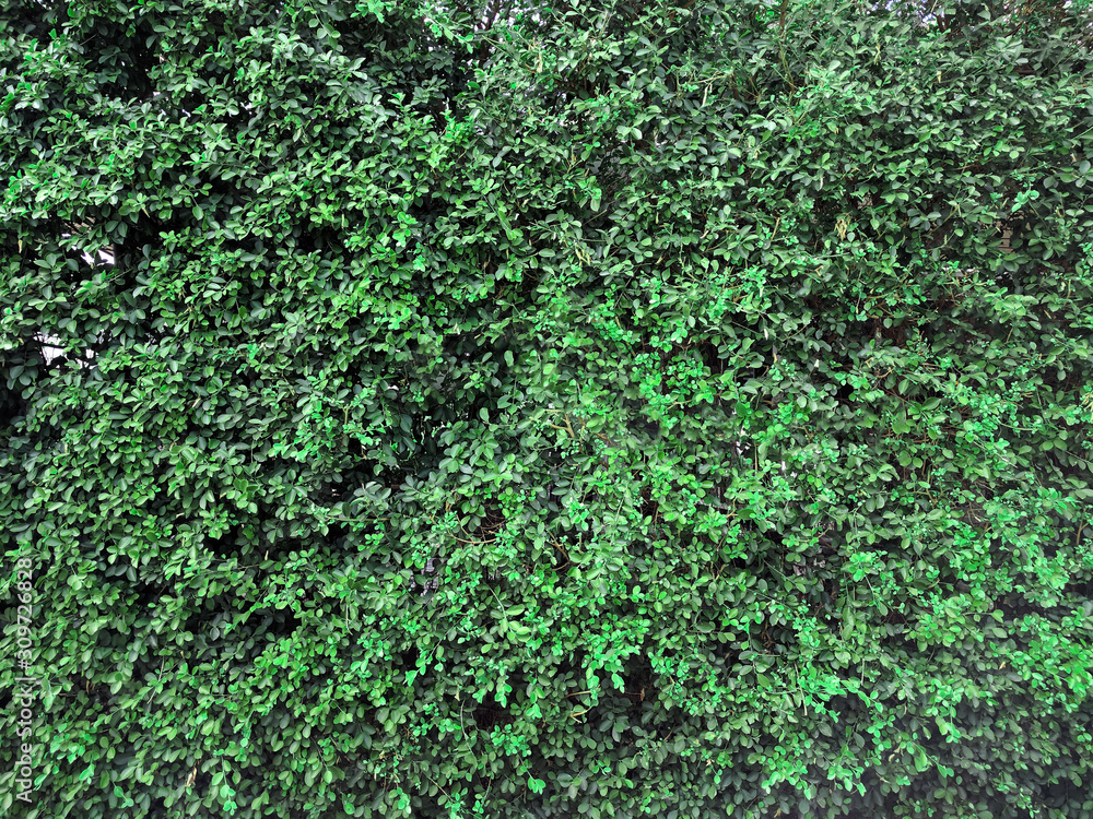 green leaf background image,concept nature and plant. green leaf background image,concept nature and plant.