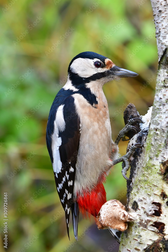 spotted woodpecker dendrocopos major bird looking in dead wood for some larvas spotted woodpecker dendrocopos major bird looking in dead wood for some larvas