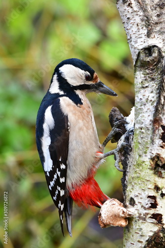 spotted woodpecker dendrocopos major bird looking in dead wood for some larvas