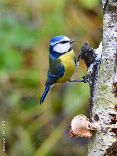 cute blue tit bird near feder,nature in Czech republic
