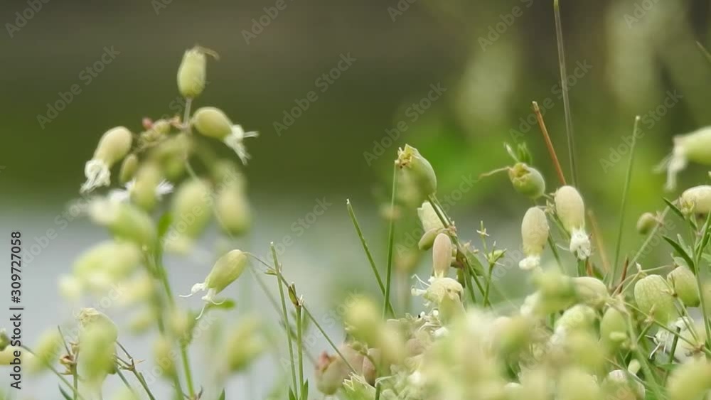 Plants Weeds Blowing In Wind With Dragonfly Flying By Against Green Nature Summer Background Plants Weeds Blowing In Wind With Dragonfly Flying By Against Green Nature Summer Background