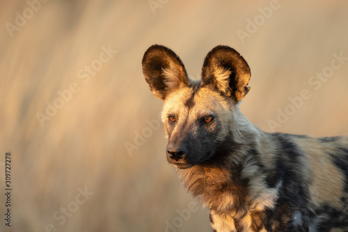 African or Cape Hunting Dog, South Africa photo