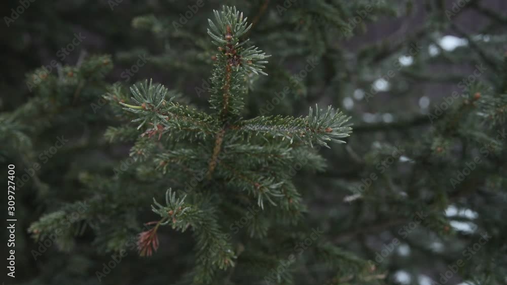 close-up branch of spruce tree with white coated after liquid fertilizers or protective chemicals pesticides from insects spraying, stock video footage in real time close-up branch of spruce tree with white coated after liquid fertilizers or protective chemicals pesticides from insects spraying, stock video footage in real time