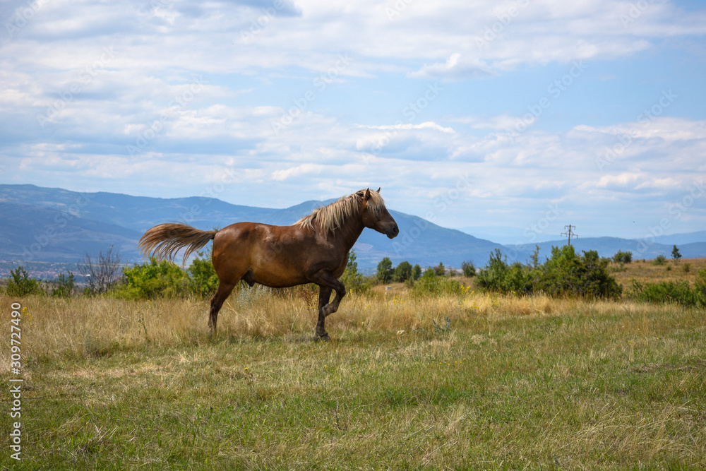brown horse on a mountain field brown horse on a mountain field