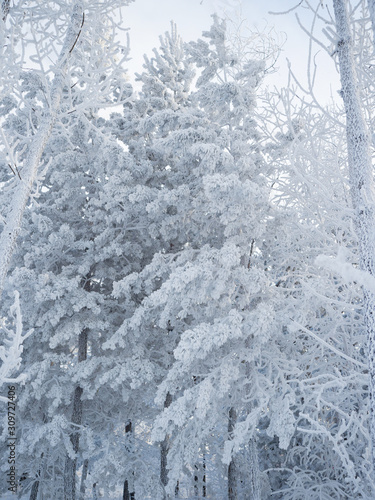 Rime covered all the trees in the forest. A frosty day in Siberia. The trees are completely frozen