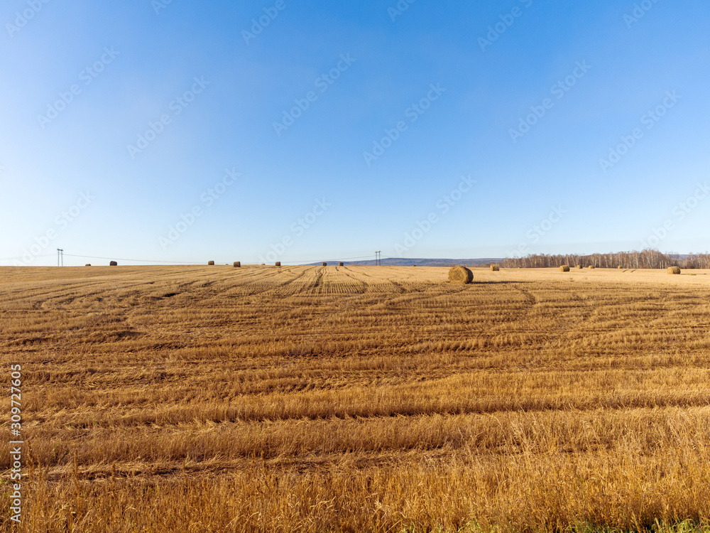 Rolled straw in the fields. Rural landscape. Sunny autumn day. Harvested Rolled straw in the fields. Rural landscape. Sunny autumn day. Harvested