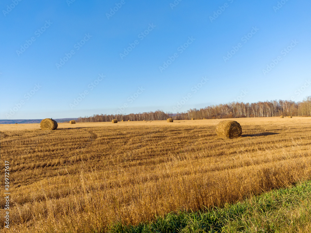 Rolled straw in the fields.  Rural landscape. Sunny autumn day. Harvested
