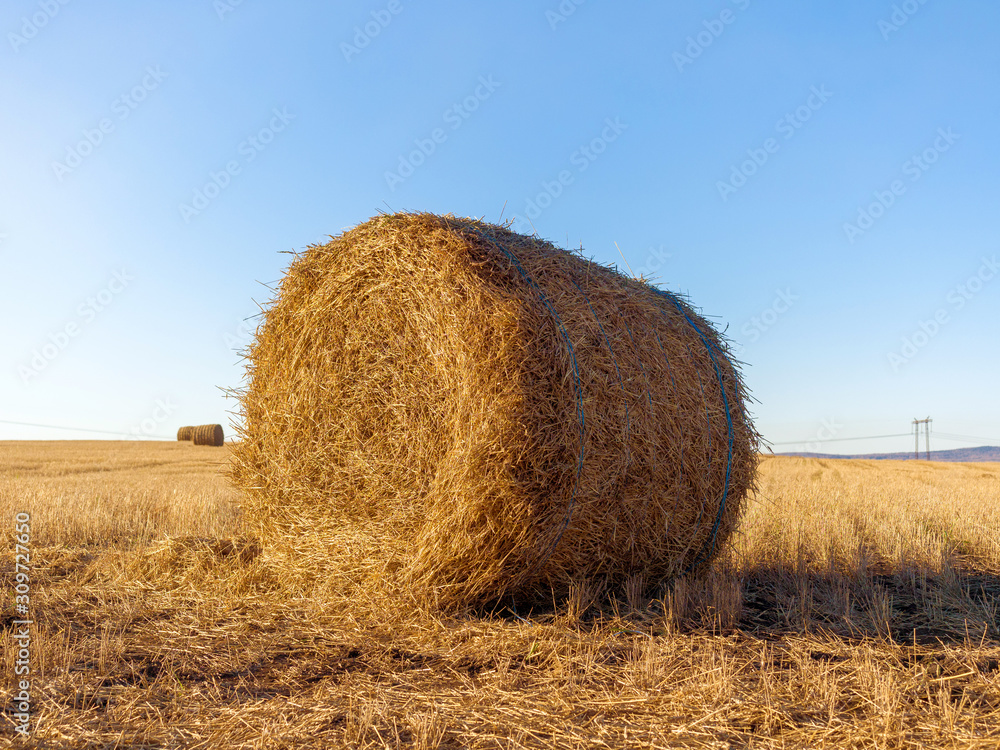 Rolled straw in the fields. Rural landscape. Sunny autumn day. Harvested Rolled straw in the fields. Rural landscape. Sunny autumn day. Harvested