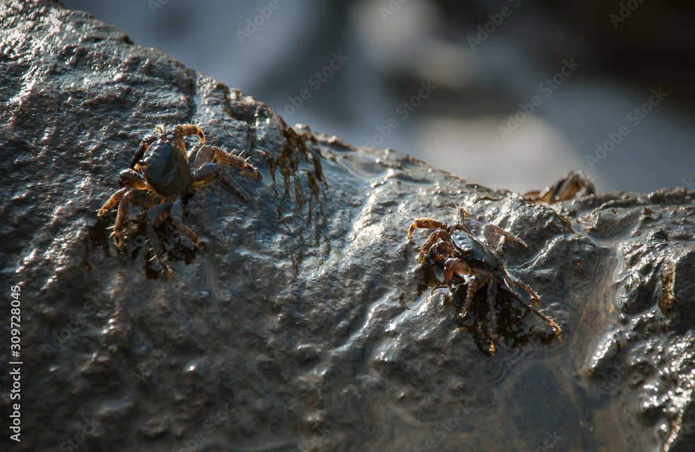 Crab on the stone. Sea coast