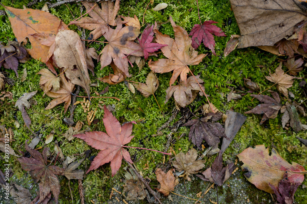 カラフル 落ち葉 紅葉 カラフル 落ち葉 紅葉