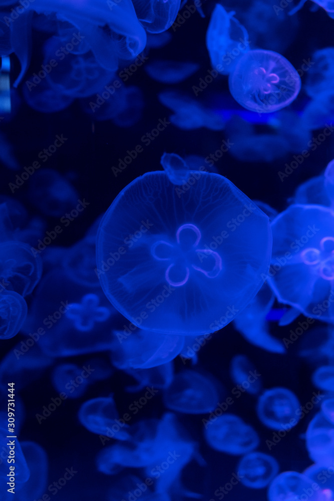 Moon jellyfish Aurelia aurita illuminated with neon light. Abstract background Moon jellyfish Aurelia aurita illuminated with neon light. Abstract background