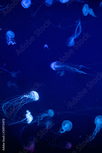 Background of a glowing color jellyfish slowly floating in the dark blue aquarium water. © Iryna
