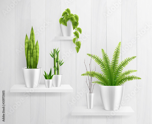 House Plants In Pot On Shelves Realistic Composition