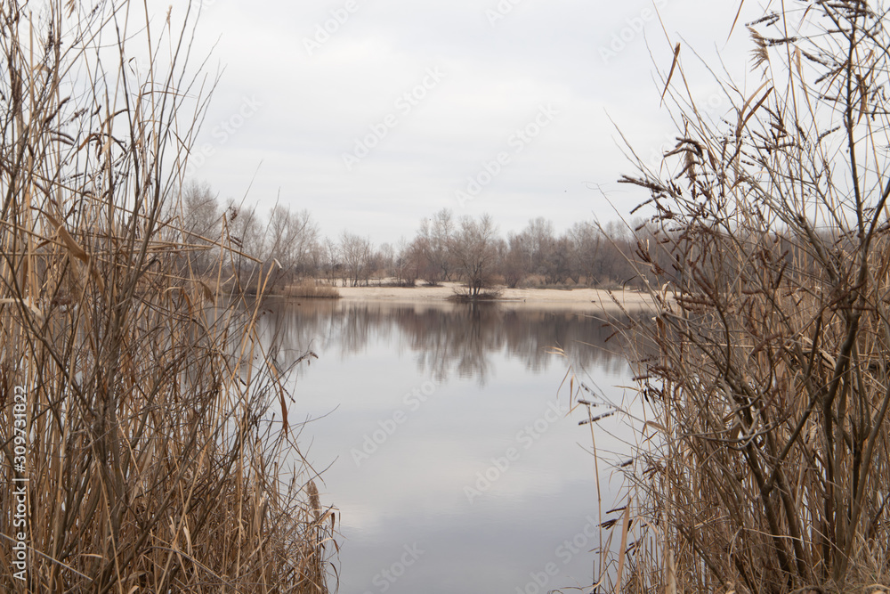 Lake Shore with bulrush in Ukraine Lake Shore with bulrush in Ukraine
