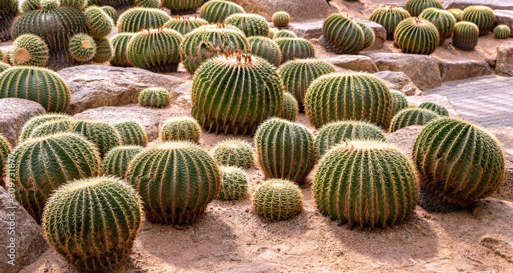 The cactus plants are beautifully grown in the houseplant. The cactus plants are beautifully grown in the houseplant.