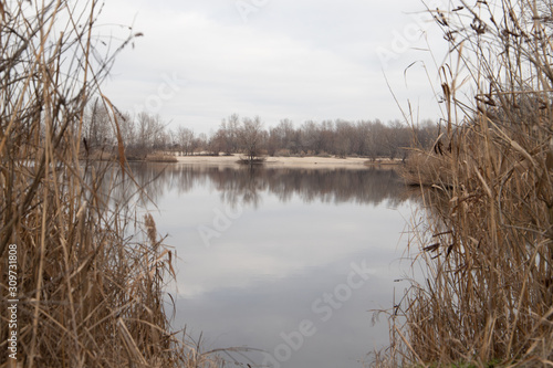Lake Shore with bulrush closeup