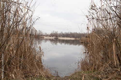 Lake Shore with bulrush
