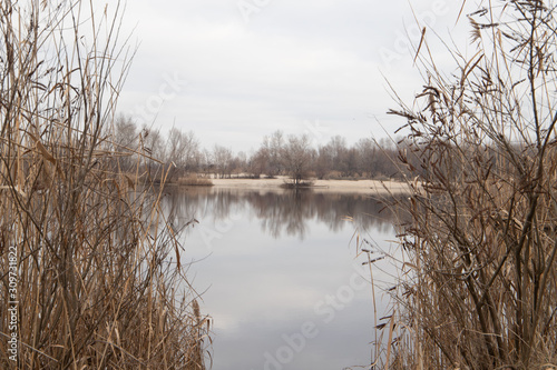 Lake Shore with bulrush in Ukraine