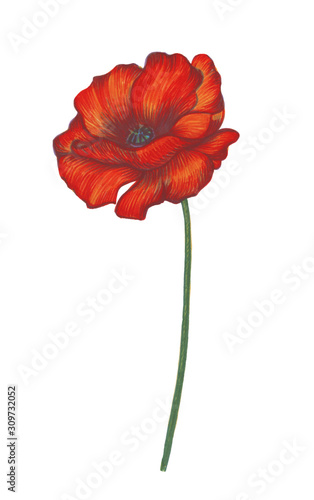 Red flower on white background. Drawing, graphics. Handmade. For textile, background, fashion, scrapbooking, illustration.