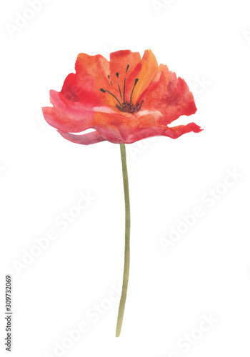 Poppy flower on white background. Drawing, graphics. Handmade. For textile, background, fashion, scrapbooking, illustration.