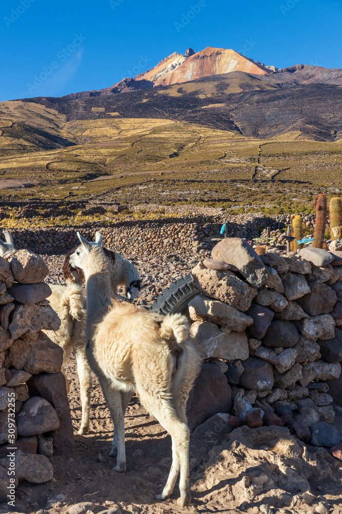 Naklejka premium Lamas near Uyuni salt flat in Bolivia