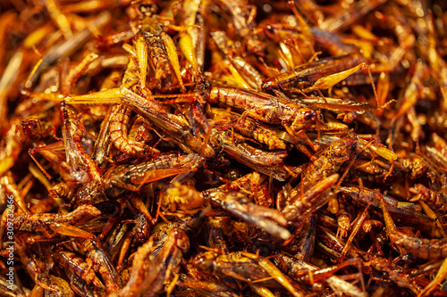 exotic asian food  fried grasshoppers