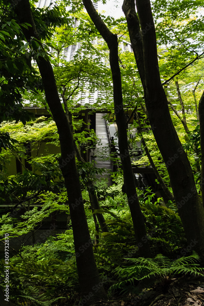 Obraz premium 新緑