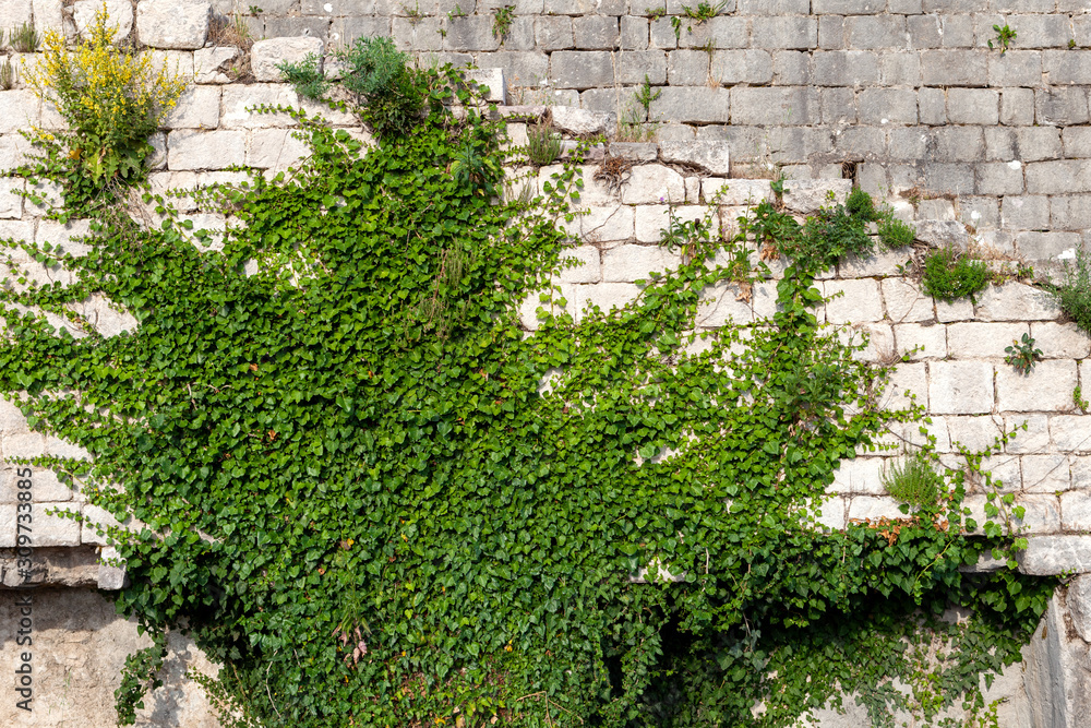 green ivy on the wall, Kotor, Montenegro green ivy on the wall, Kotor, Montenegro