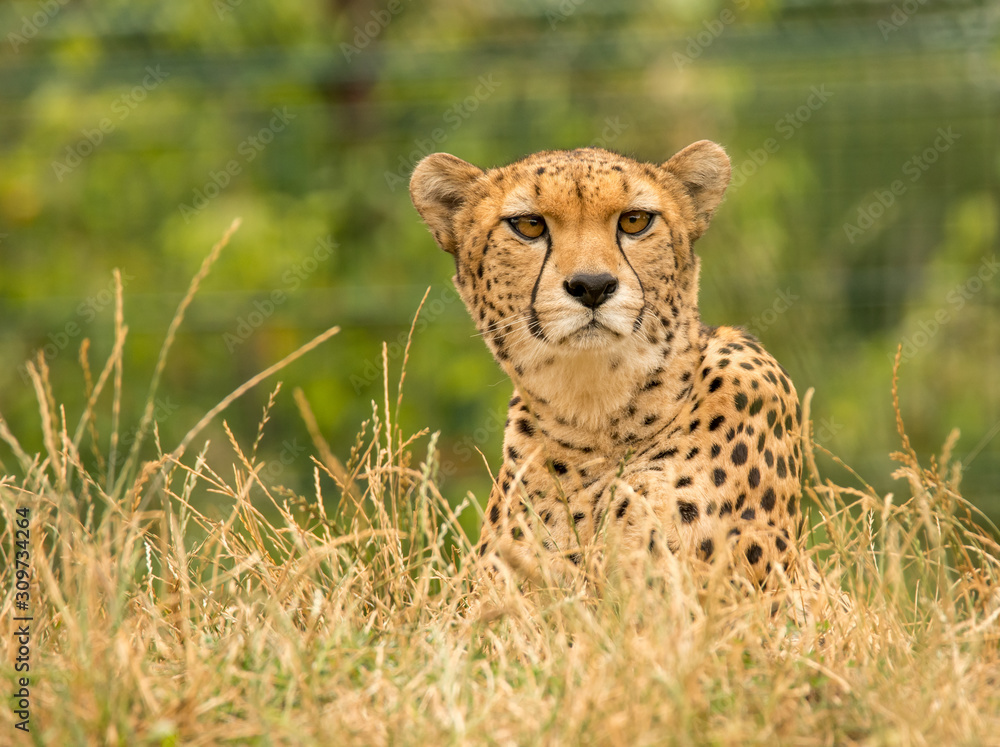 Fototapeta premium cheetah laying on ground in grass
