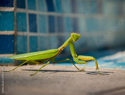 A large insect - the praying mantis close-up