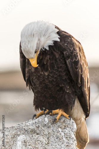 portrait of an eagle