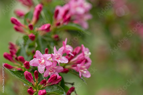 Beautiful pink flowers Weigela. Blooming pink Weigela (Weigela florida). Flowers of weigela florida. Blooming pink Weigela (Weigela florida) in spring garden in sunny day © ihorhvozdetskiy