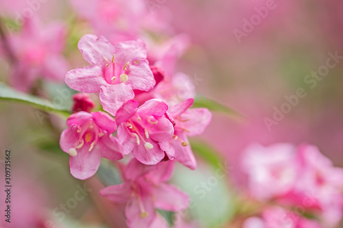Beautiful pink flowers Weigela. Blooming pink Weigela (Weigela florida). Flowers of weigela florida. Blooming pink Weigela (Weigela florida) in spring garden in sunny day