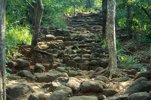 Jungle road steps in nature